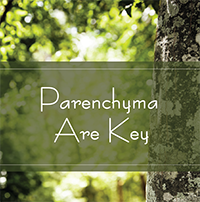 Parenchyma are key Parenchyma are key